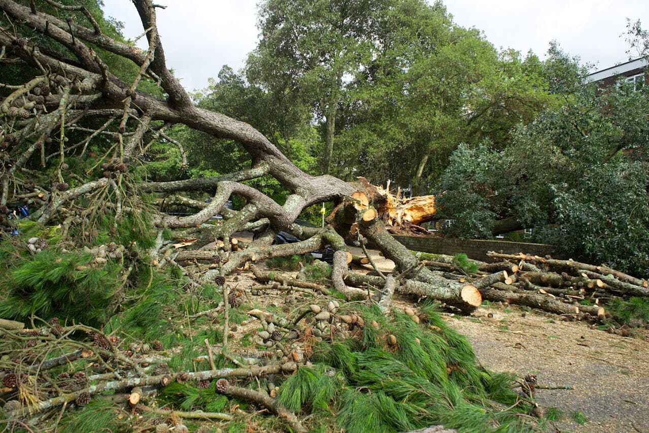 Tree Removal for Businesses